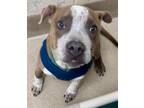 Spot American Pit Bull Terrier Young Male