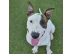 Adopt Buzz a Bull Terrier