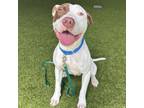 Adopt Benito a Pit Bull Terrier