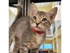 Adopt Toby a Domestic Short Hair