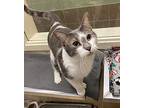 Lonnie/bonnie Domestic Shorthair Adult Male