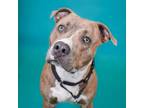 Adopt Mojo a Pit Bull Terrier