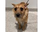 Adopt Whiz Teke a Jack Russell Terrier