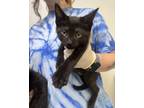 Adopt Roly Poly a Domestic Short Hair