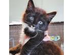 Adopt Stanley a Domestic Long Hair