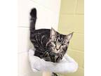 Demi 41516 Domestic Shorthair Young Female