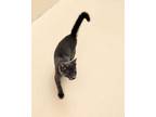 Figaro 41498 Domestic Shorthair Kitten Male