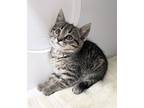 Anwyn Domestic Shorthair Kitten Female