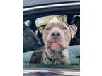 Adopt Kash King a Pit Bull Terrier, Mixed Breed
