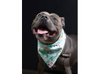 Adopt Uncle a Pit Bull Terrier, Mixed Breed