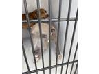 Adopt Keene-ADOPTED a Pit Bull Terrier, Mixed Breed