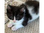 Vinny Domestic Shorthair Kitten Male