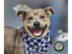 Adopt 24-06-1752 Mandark a Pit Bull Terrier