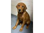 Adopt 24-06-1751a Dexter a Labrador Retriever