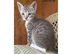 Sammy Tabby Kitten Male