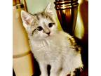 Adopt Paw Paw a Domestic Short Hair