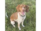 Adopt Shiloh a Beagle, Mixed Breed