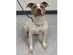Adopt Gregory a American Staffordshire Terrier, Mixed Breed