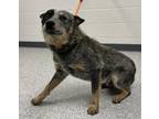 Adopt Theo a Cattle Dog, Mixed Breed