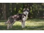 Adopt Snow Shoes a Siberian Husky, Mixed Breed