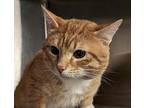Peter 41762 Domestic Shorthair Adult Male