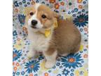 Pembroke Welsh Corgi Puppy for sale in Jasper, AR, USA