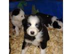 Australian Shepherd Puppy for sale in Woodville, OH, USA