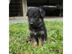 German Shepherd Dog Puppy for sale in Denton, NC, USA