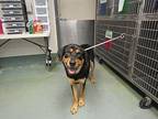 Maximus Rottweiler Young Male