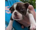 Cavapoo Puppy for sale in Binghamton, NY, USA