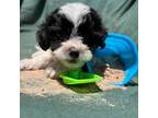Shih-Poo Puppy for sale in Rutherfordton, NC, USA