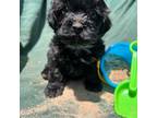 Shih-Poo Puppy for sale in Rutherfordton, NC, USA