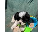 Shih Tzu Puppy for sale in Rutherfordton, NC, USA