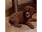 Cavapoo Puppy for sale in Stantonville, TN, USA