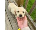 Mutt Puppy for sale in Brunswick, ME, USA