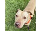 Adopt Beau a Pit Bull Terrier