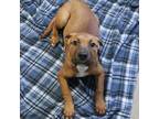 Adopt Brixton a American Staffordshire Terrier