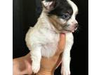 Chihuahua Puppy for sale in Hesperia, CA, USA