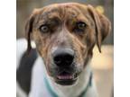 Adopt Fred a Hound, Mixed Breed