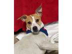 Adopt Alvin a Jack Russell Terrier