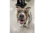 Adopt Kermit a Pit Bull Terrier, Mixed Breed