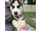 Siberian Husky Puppy for sale in Hanover, PA, USA