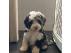 Mutt Puppy for sale in Beverly Hills, CA, USA
