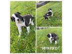 Mutt Puppy for sale in Ava, MO, USA