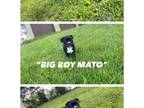Big Boy Mato