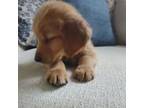 Golden Retriever Puppy for sale in Union Bridge, MD, USA