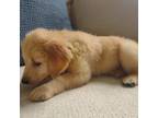 Golden Retriever Puppy for sale in Union Bridge, MD, USA
