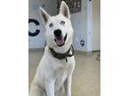 Adopt Buster a Husky, Mixed Breed