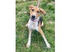 Adopt Hank a Coonhound, Mixed Breed