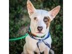 Adopt Scotty a Cattle Dog, Mixed Breed